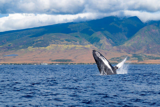 West Maui Bike Rentals: The Perfect Way to Explore the Valley Isle